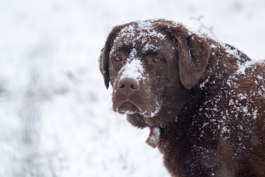 Chien dans la neige